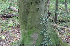 Buchenwurzel