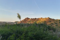 Halde mit einzelnem Baum