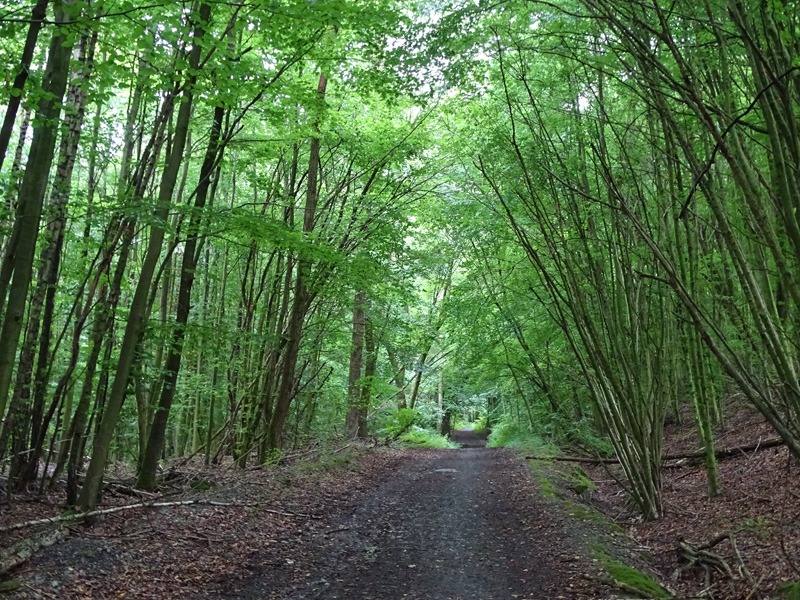 Waldspaziergang 02.08.2020