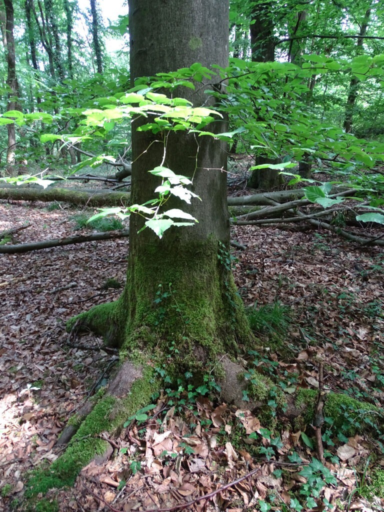 Buchenwurzel im Osterholz Wald