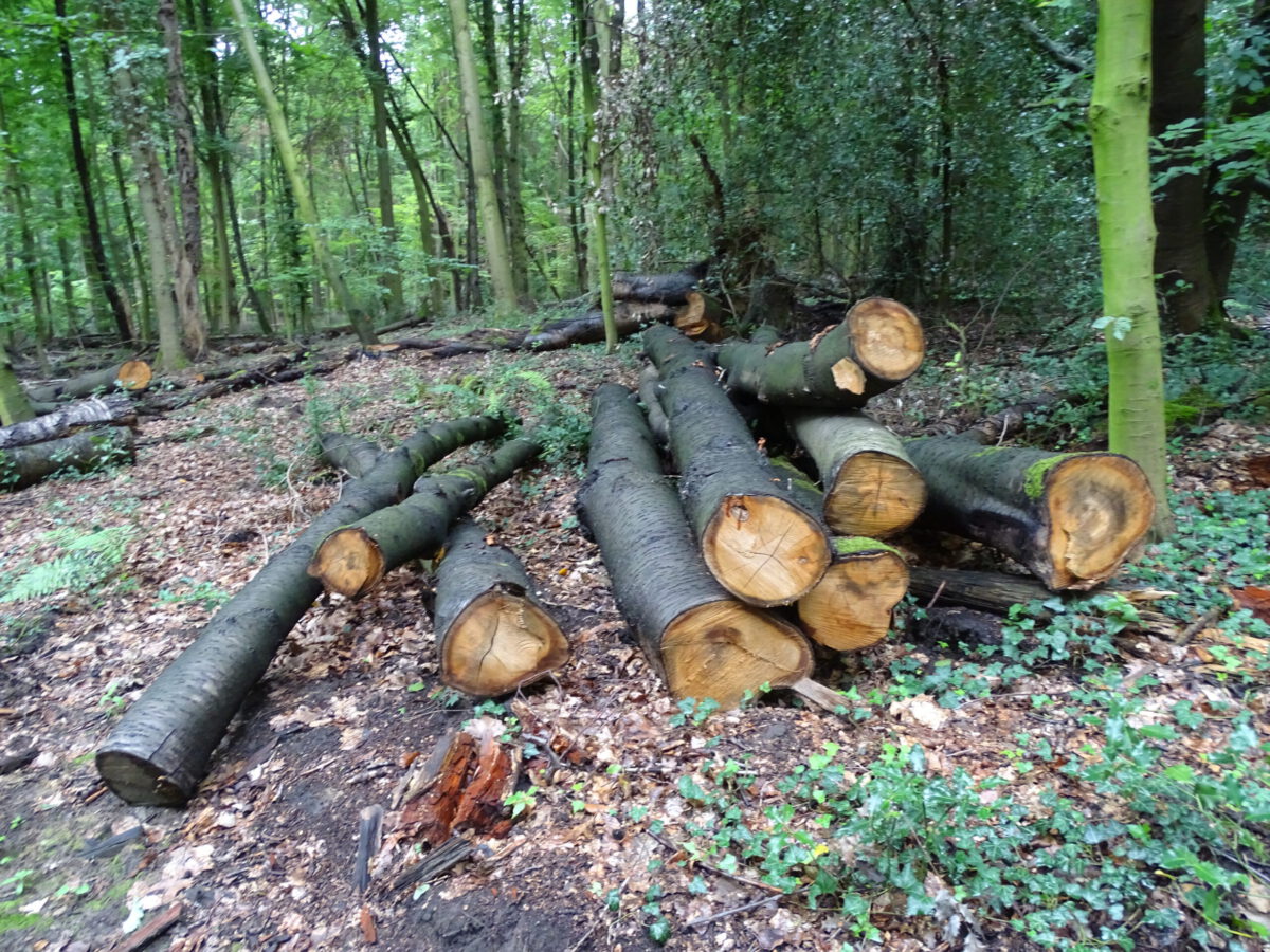 Osterholz Wald wird geräumt!