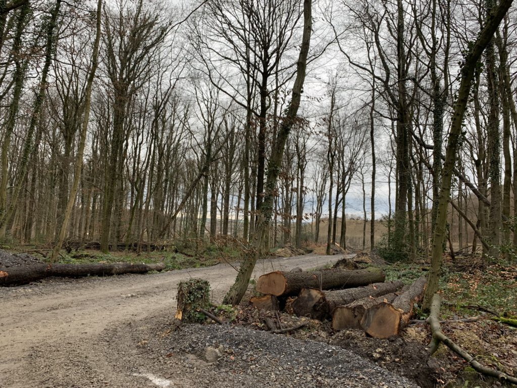 gefällte Bäume im Osterholz Wuppertal