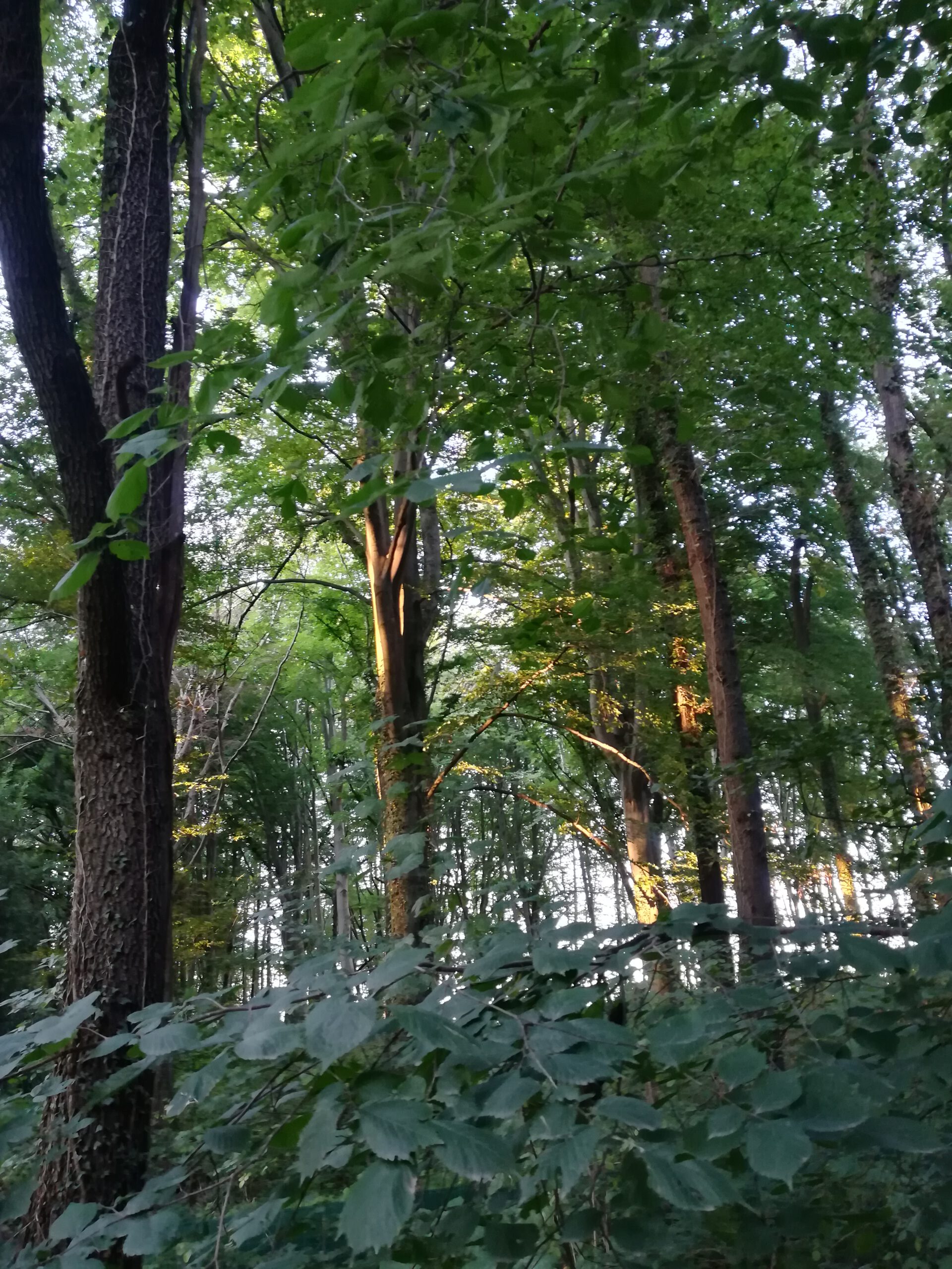 Bäume im Osterholz Wuppertal