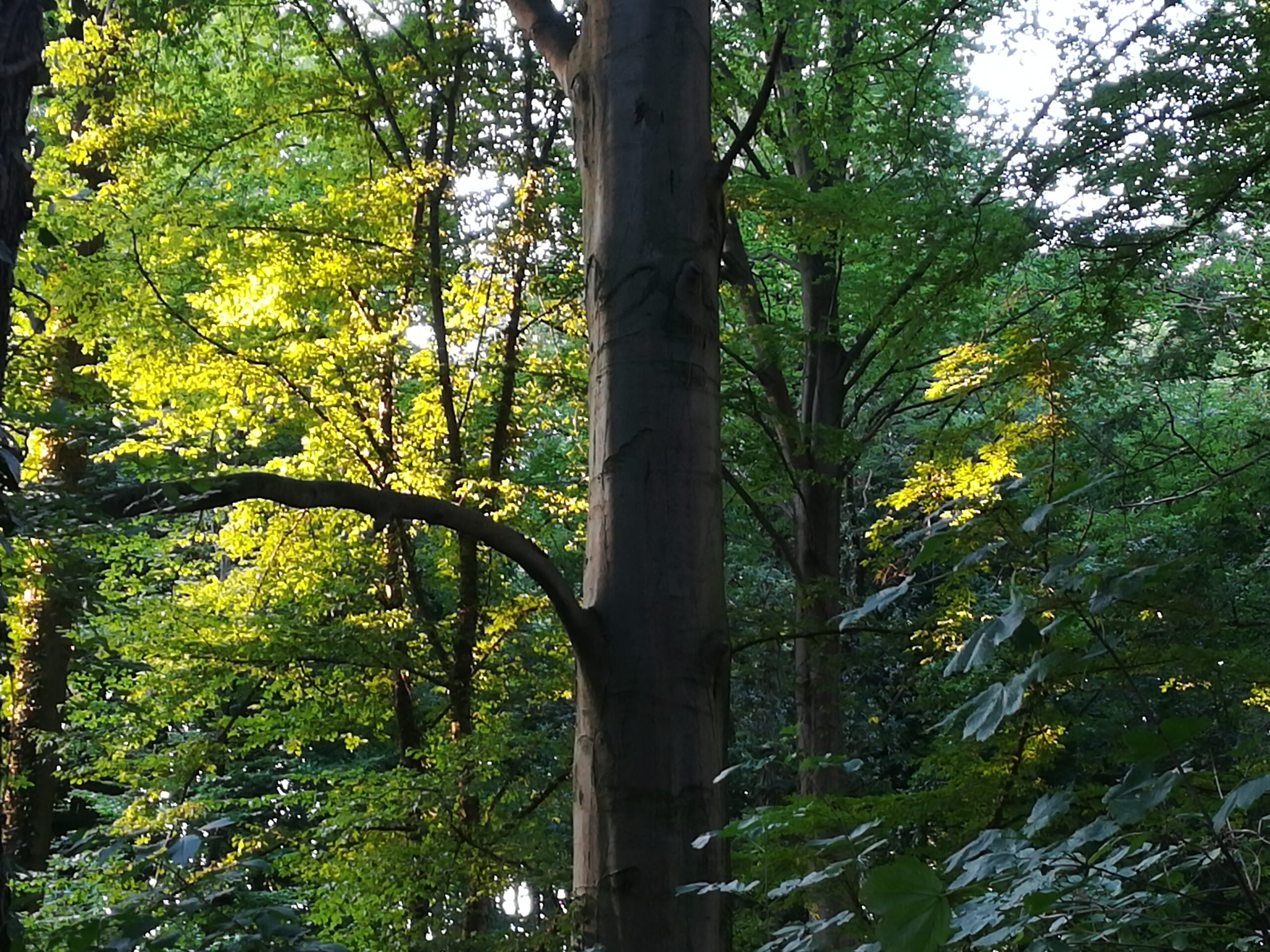Baum im Osterholz Wuppertal