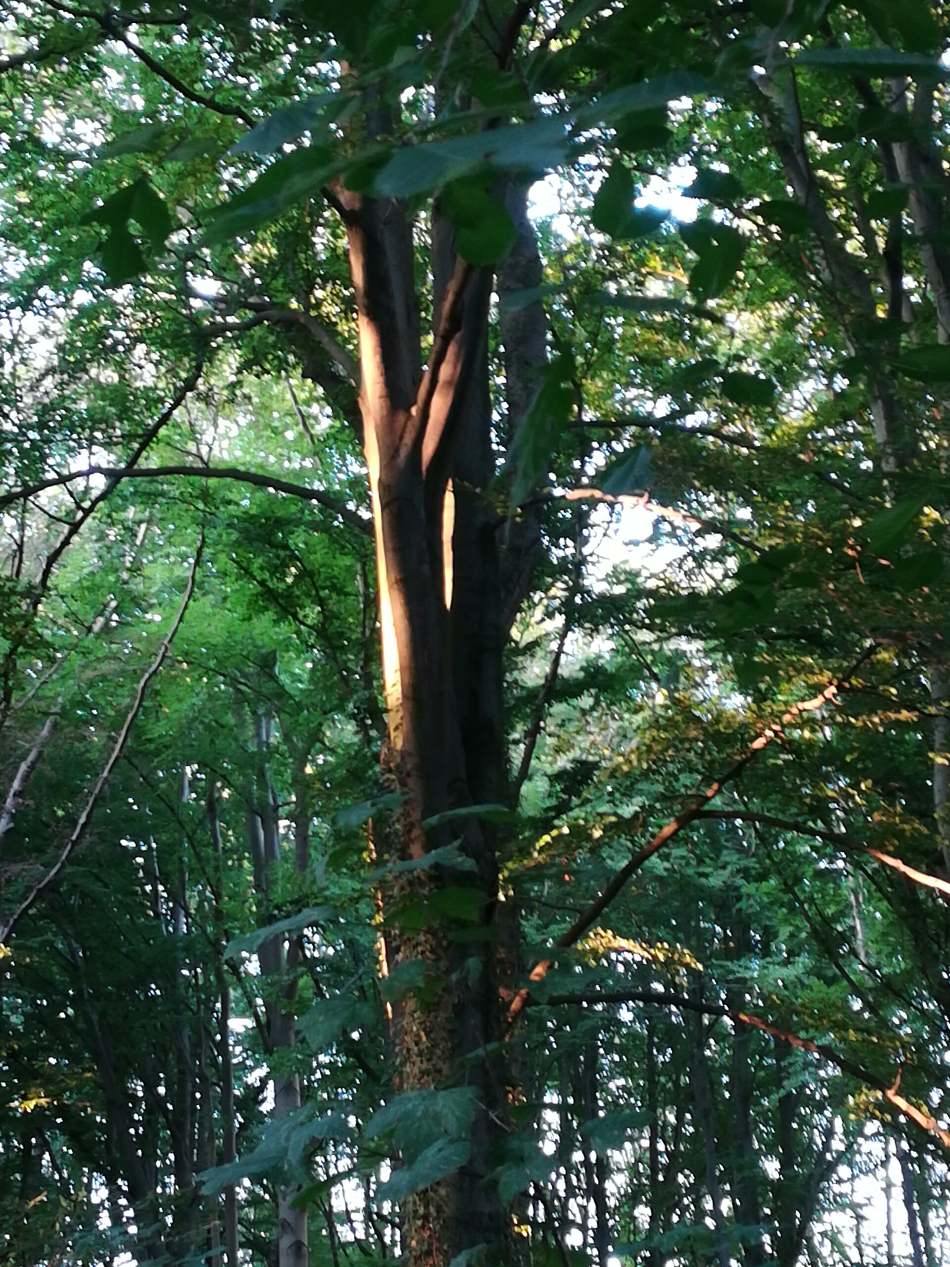 Baum im Osterholz Wuppertal