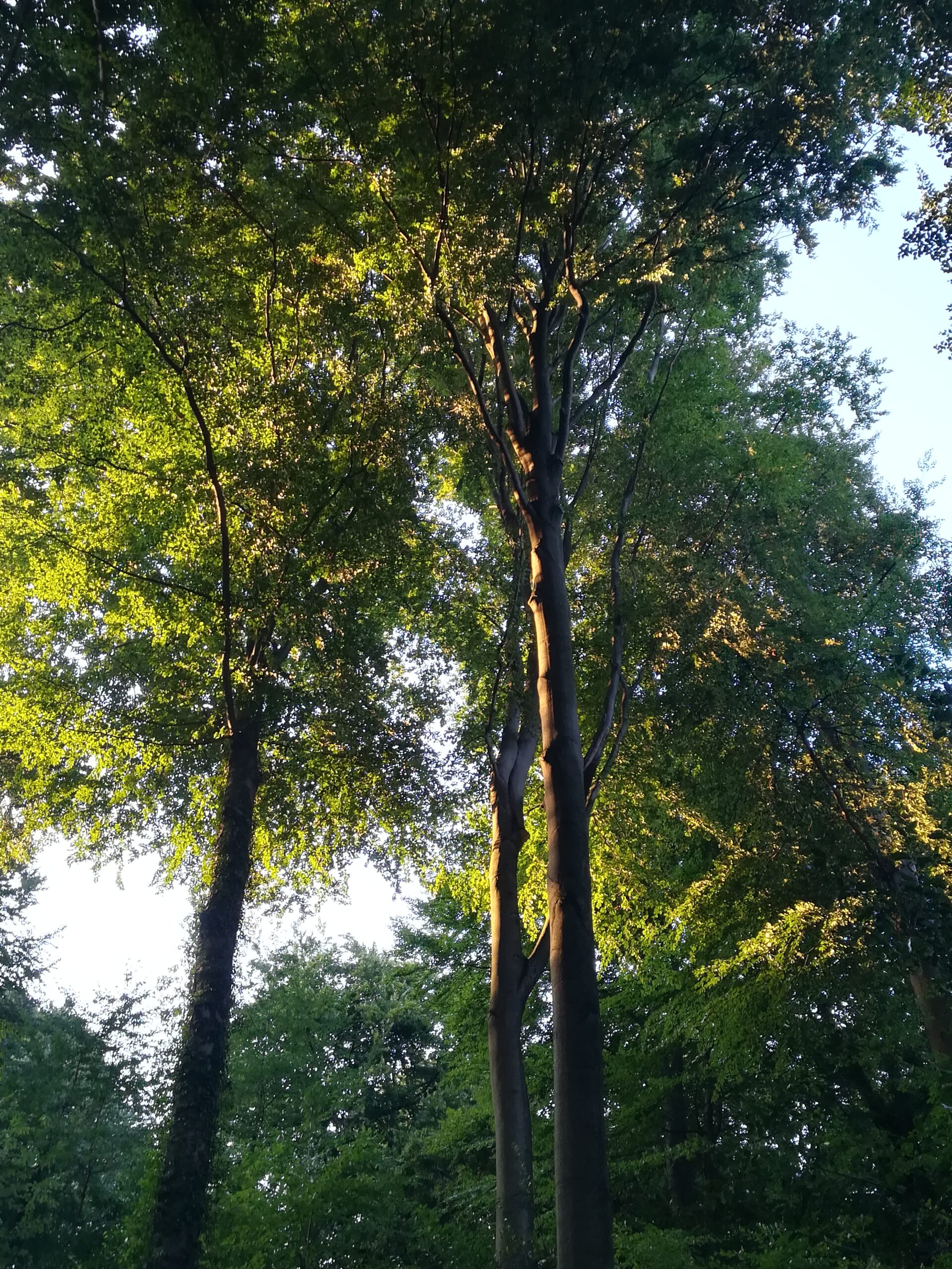 Bäume im Osterholz Wuppertal